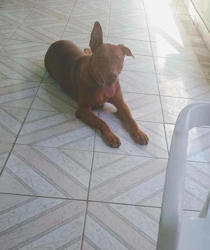 Cachorro ra a Pitbull misturado idade 7 a 11 meses nome Zeus