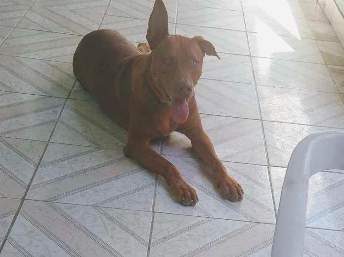 Cachorro ra a Pitbull misturado idade 7 a 11 meses nome Zeus