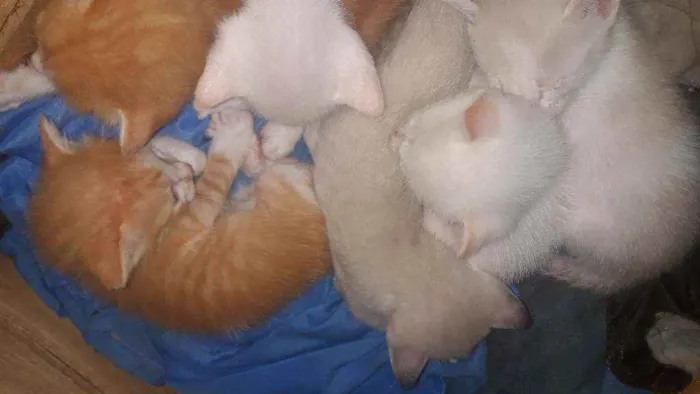 Gato raça vira lata idade Abaixo de 2 meses nome sem nome
