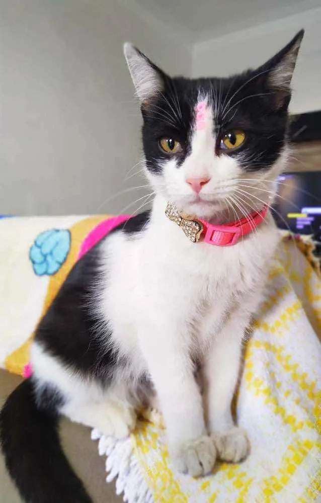 Gato ra a Srd idade 2 a 6 meses nome Fani