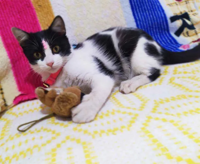 Gato ra a Srd idade 2 a 6 meses nome Fani