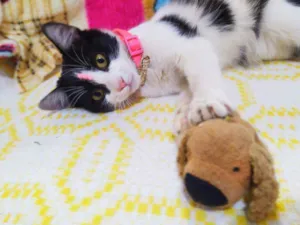 Gato raça Srd idade 2 a 6 meses nome Fani