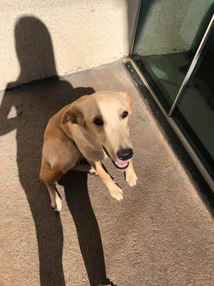 Cachorro ra a Vira-lata  idade 7 a 11 meses nome Chanel 