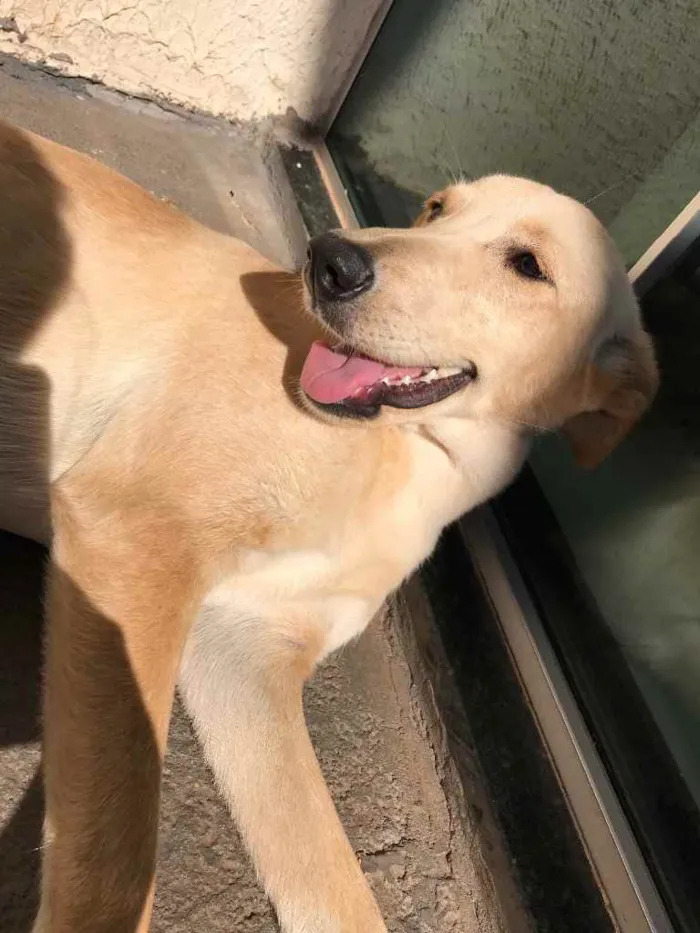 Cachorro ra a Vira-lata  idade 7 a 11 meses nome Chanel 