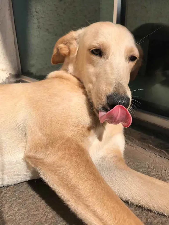 Cachorro ra a Vira-lata  idade 7 a 11 meses nome Chanel 