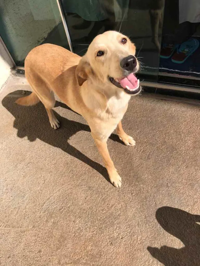 Cachorro ra a Vira-lata  idade 7 a 11 meses nome Chanel 