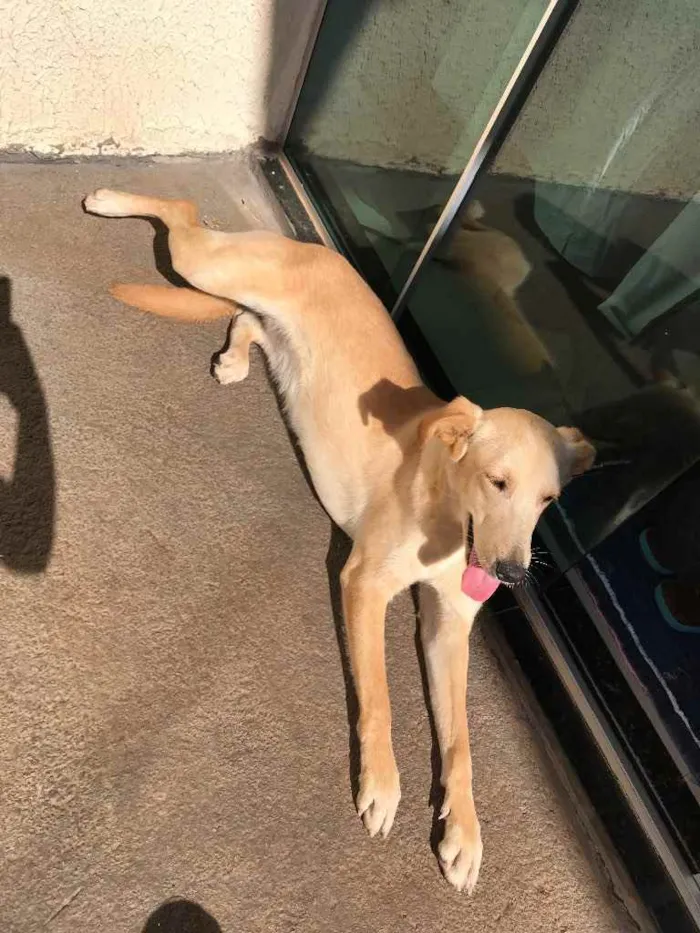 Cachorro ra a Vira-lata  idade 7 a 11 meses nome Chanel 