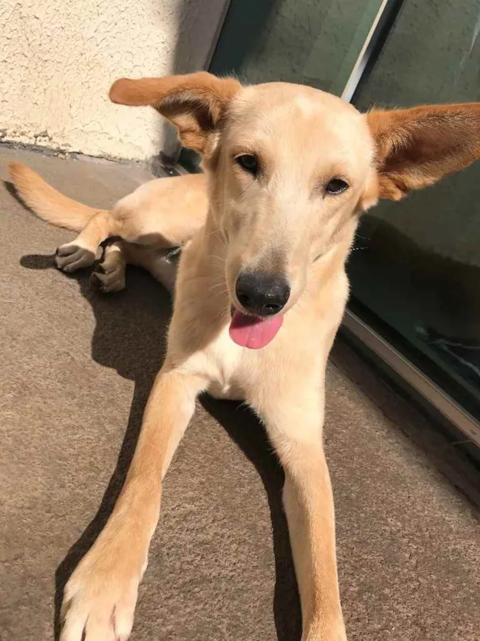 Cachorro ra a Vira-lata  idade 7 a 11 meses nome Chanel 