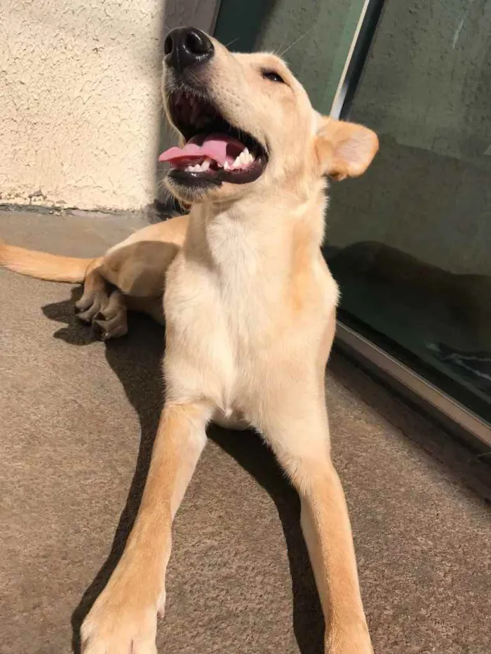 Cachorro ra a Vira-lata  idade 7 a 11 meses nome Chanel 