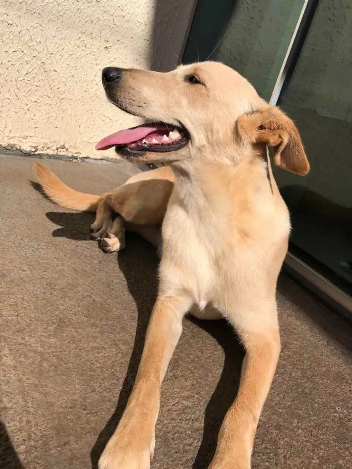 Cachorro ra a Vira-lata  idade 7 a 11 meses nome Chanel 