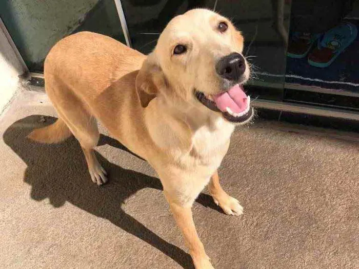 Cachorro ra a Vira-lata  idade 7 a 11 meses nome Chanel 