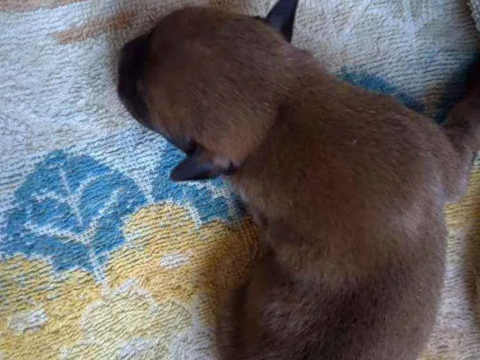Cachorro ra a Vira lata ( sem raça definida) idade Abaixo de 2 meses nome Marrom macho