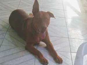 Cachorro raça Pitbull misturado idade 7 a 11 meses nome Zeus