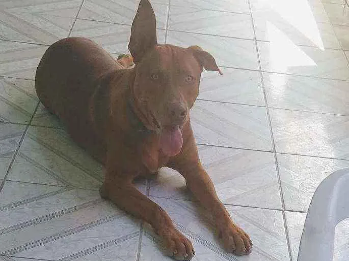 Cachorro ra a Pitbull misturado idade 7 a 11 meses nome Zeus