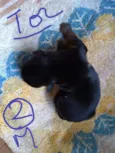 Preto macho