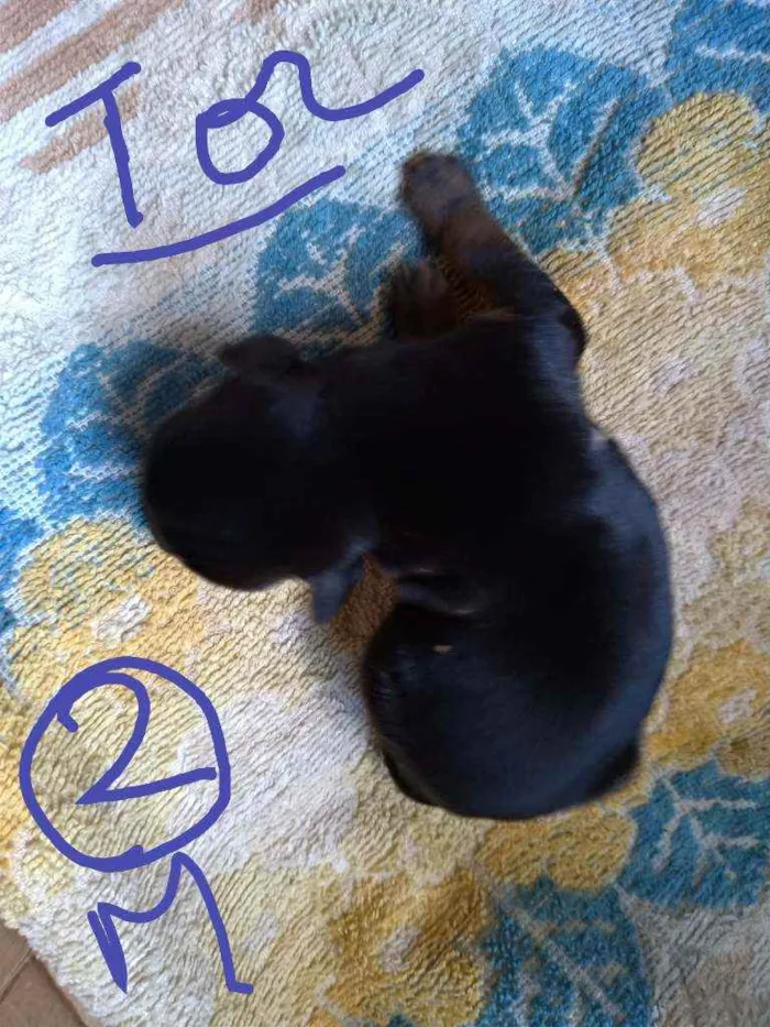 Cachorro ra a Vira lata ( sem raça definida) idade Abaixo de 2 meses nome Preto macho