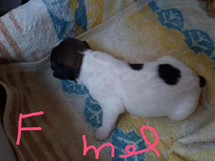 Cachorro ra a Vira lata ( sem raça definida) idade Abaixo de 2 meses nome Mel