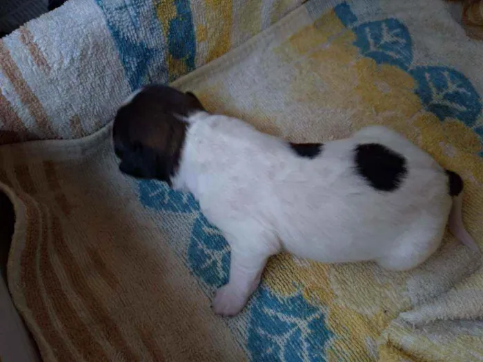 Cachorro ra a Vira lata ( sem raça definida) idade Abaixo de 2 meses nome Mel