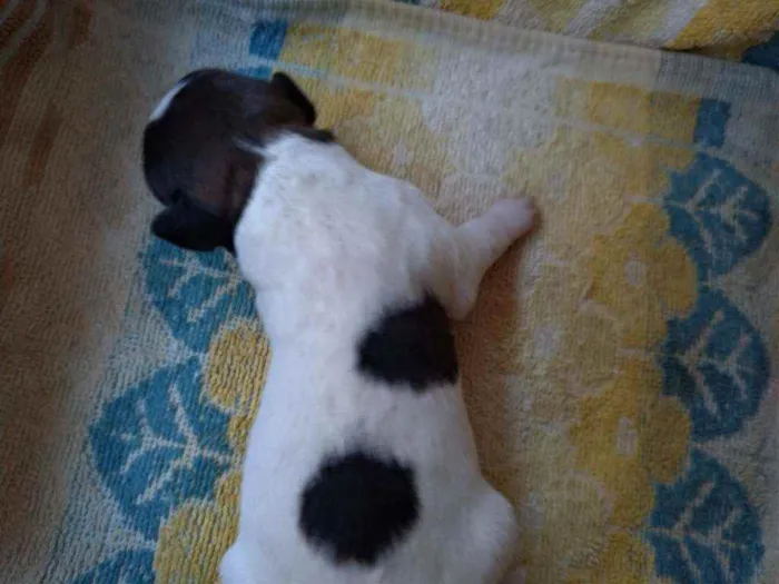 Cachorro ra a Vira lata ( sem raça definida) idade Abaixo de 2 meses nome Mel