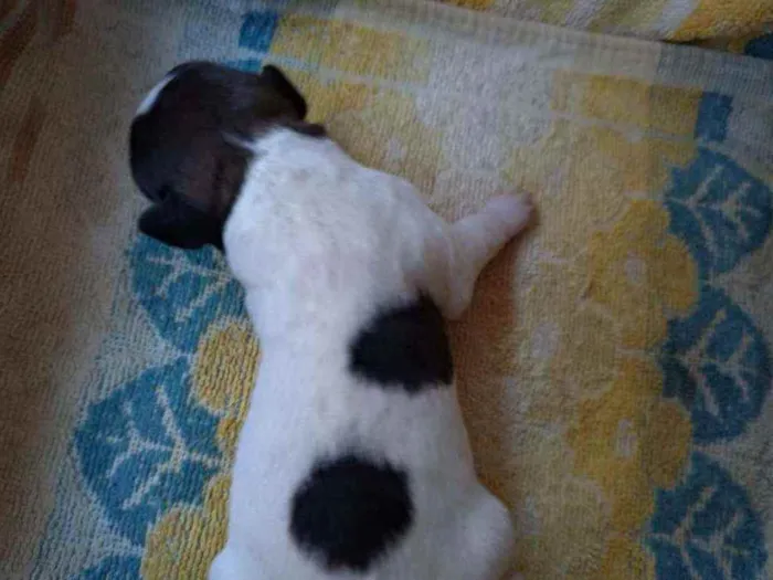Cachorro ra a Vira lata ( sem raça definida) idade Abaixo de 2 meses nome Mel