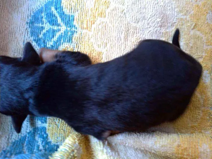 Cachorro ra a Vira lata ( sem raça definida) idade Abaixo de 2 meses nome Mila