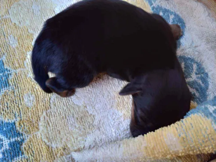 Cachorro ra a Vira lata ( sem raça definida) idade Abaixo de 2 meses nome Mila