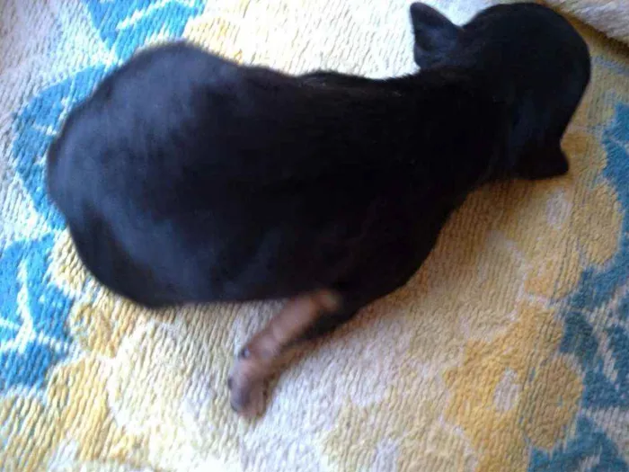 Cachorro ra a Vira lata ( sem raça definida) idade Abaixo de 2 meses nome Mila