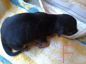 Cachorro raça Vira lata ( sem raça definida) idade Abaixo de 2 meses nome Mila