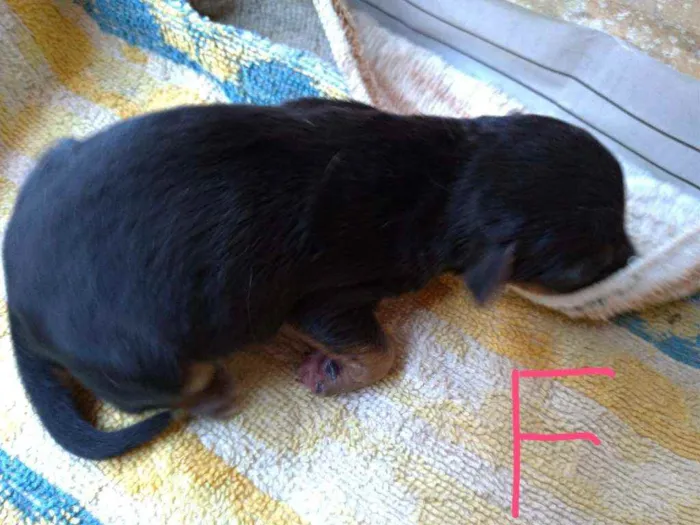 Cachorro ra a Vira lata ( sem raça definida) idade Abaixo de 2 meses nome Mila