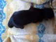 Preto macho