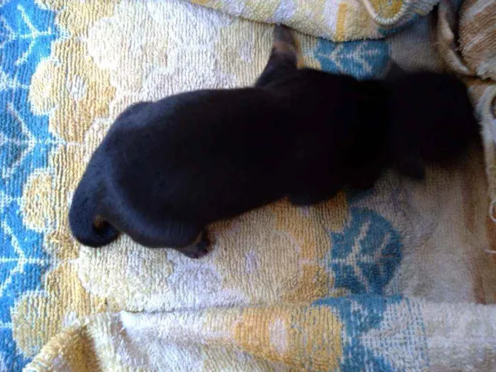 Cachorro ra a Vira lata ( sem raça definida) idade Abaixo de 2 meses nome Preto macho