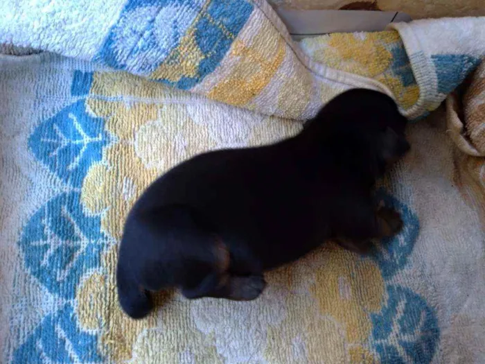 Cachorro ra a Vira lata ( sem raça definida) idade Abaixo de 2 meses nome Preto macho