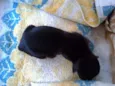 Preto macho