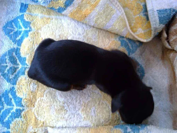 Cachorro ra a Vira lata ( sem raça definida) idade Abaixo de 2 meses nome Preto macho