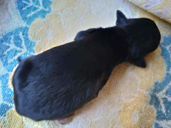 Cachorro ra a Vira lata ( sem raça definida) idade Abaixo de 2 meses nome Preto macho