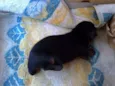 Preto macho