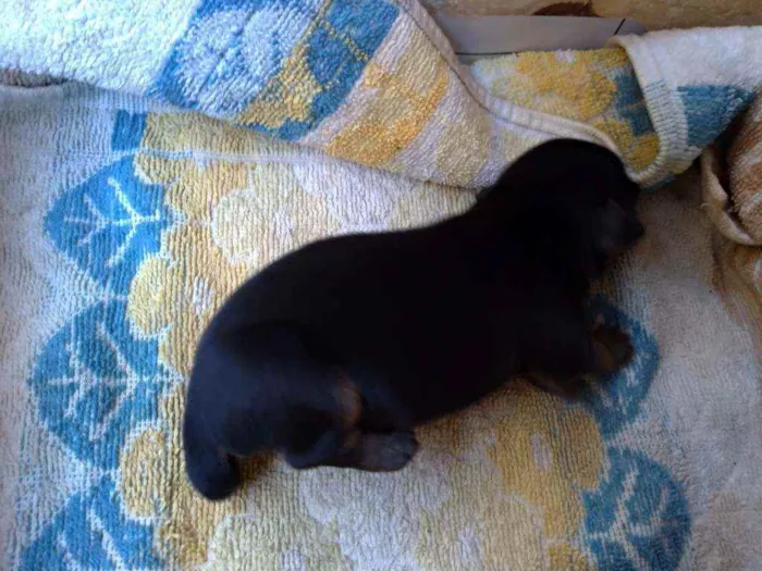 Cachorro ra a Vira lata ( sem raça definida) idade Abaixo de 2 meses nome Preto macho