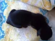 Preto macho