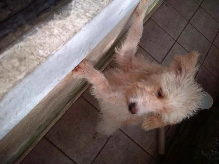 Cachorro ra a Poodlo idade 2 anos nome Igor
