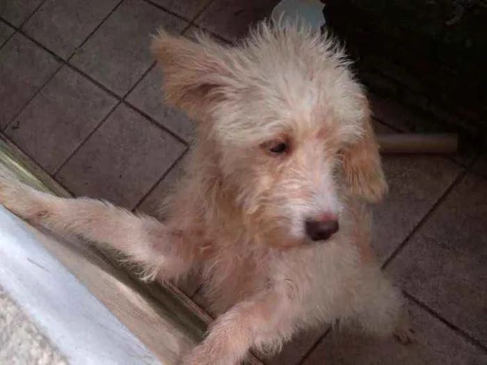 Cachorro ra a Poodlo idade 2 anos nome Igor