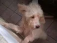 Igor