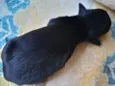 Preto macho