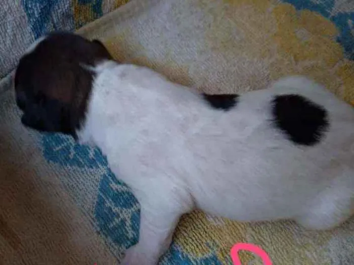 Cachorro ra a Vira lata ( sem raça definida) idade Abaixo de 2 meses nome Mel