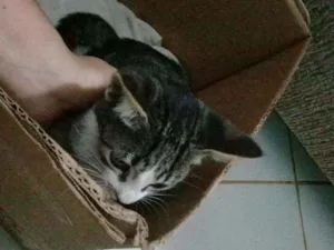 Gato raça  idade Abaixo de 2 meses nome Sem nome