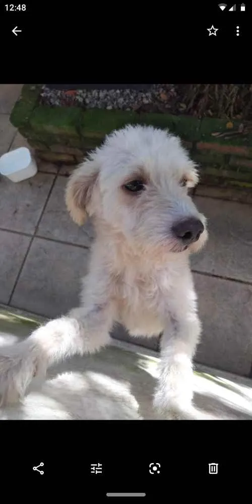 Cachorro ra a Poodlo idade 2 anos nome Igor