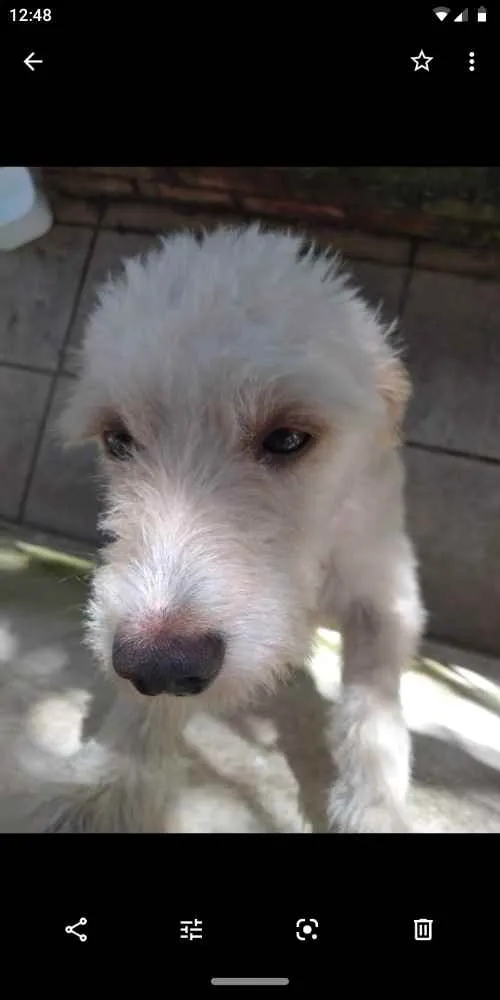 Cachorro ra a Poodlo idade 2 anos nome Igor