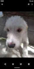 Igor