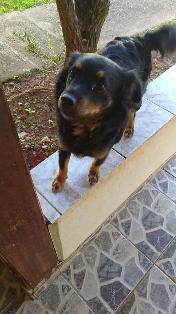 Cachorro raça SRD idade 4 anos nome Duda