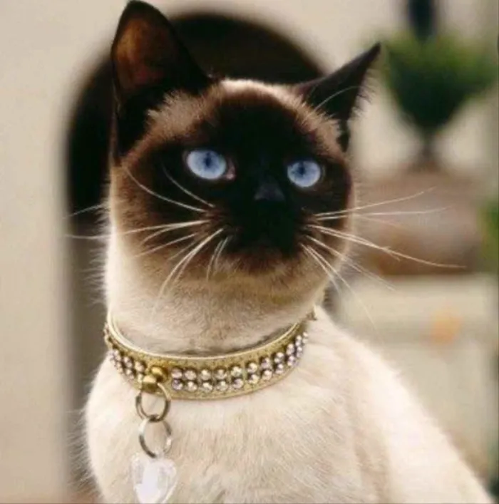 Gato ra a Siamesa  idade 1 ano nome Rubi 