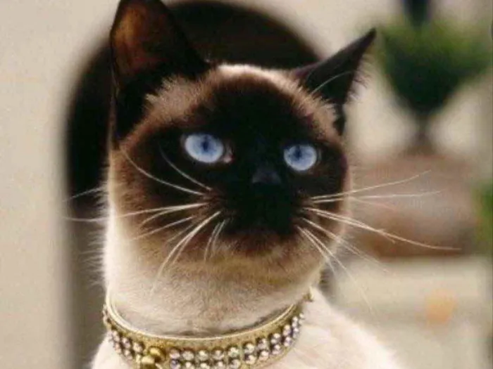Gato ra a Siamesa  idade 1 ano nome Rubi 
